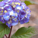 Hydrangea color will depend on your soil acidity.  Changing the bloom color is easy with Espoma Pink and Espoma Blue.