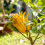 Buddha's Hand Citron Tree