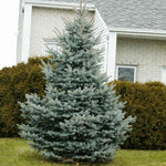 Baby Blue Spruce Tree
