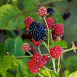 Really sweet berries appear in mid summer.