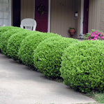 Baby Gem Boxwoods are an Asian boxwood with small rounded leaves.