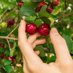 Cherries ripen 2-3 weeks after flowering and produce for months when receiving ample watering.