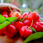 Mildly sweet to tart Barbadoes cherries grow in warm regions where others can not.