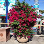 This is a mature example of the bougainvillea on a trellis.