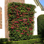 Bougainvillea is such a lush vine it can be pruned into more formal shapes.
