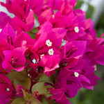 Barbara Karst is the most famous bougainvillea known for it's hot pink color.