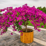 This mature Bougainvillea shows how well it does in containers with careful pruning.