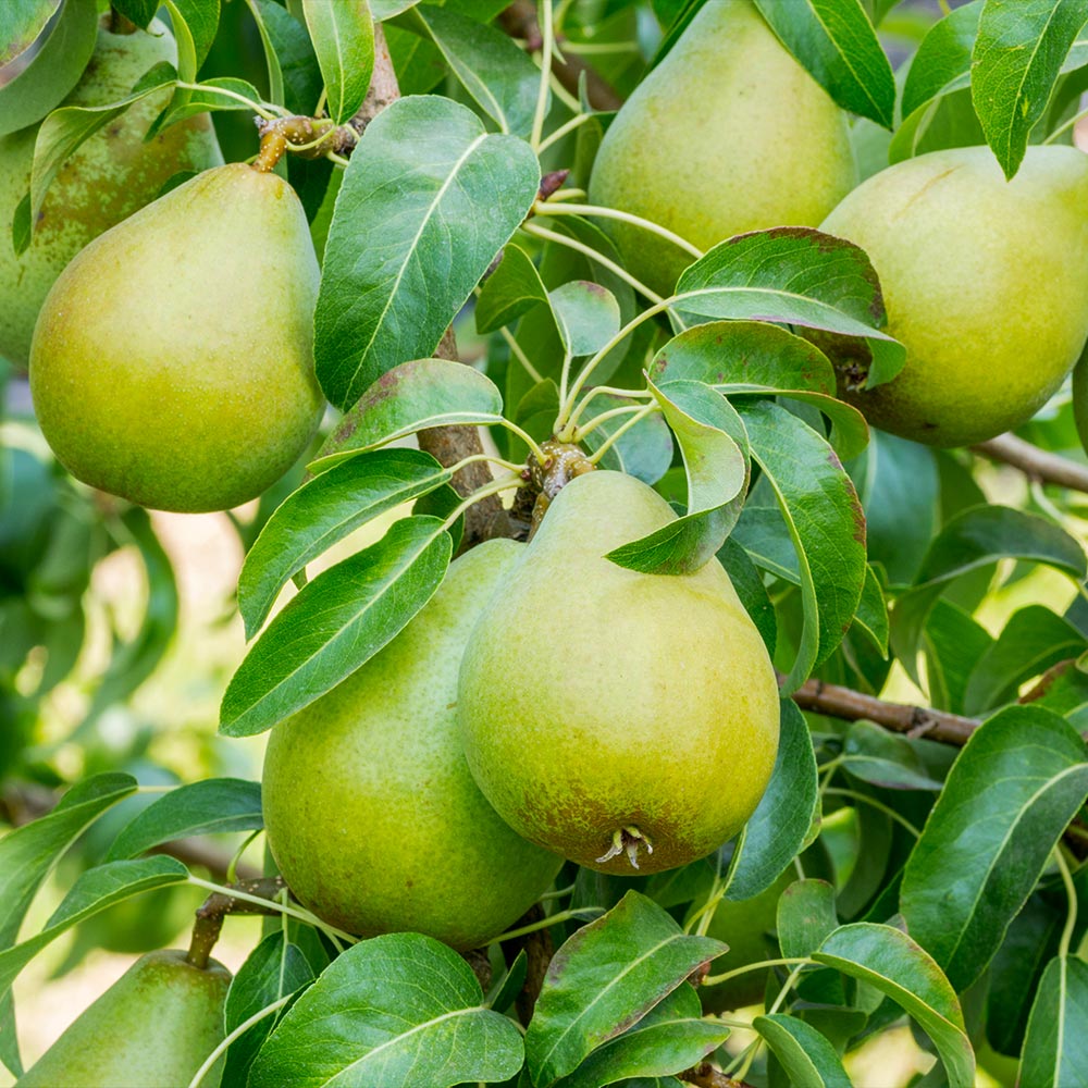 Buy Bartlett Pear Tree Plants & Trees Online