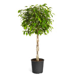 Benjamina Ficus Tree