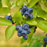 Biloxi Blueberry Bush