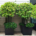 Black Bamboo is best when planted in containers to show off it's black canes.