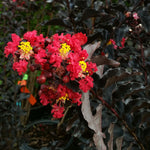Very long lasting blooms with dark foliage. Temperature and age of the bloom can affect the color of red crapes.