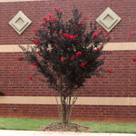 Black Diamond® Best Red™ Crape Myrtle Tree