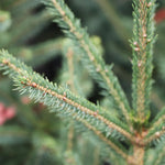 It's the wax on the spruce's needles that create its color, this color may vary seasonally if the wax is worn away from weather elements like snow, hot sun or other exposure.