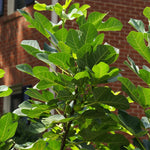 Black Mission Fig Tree