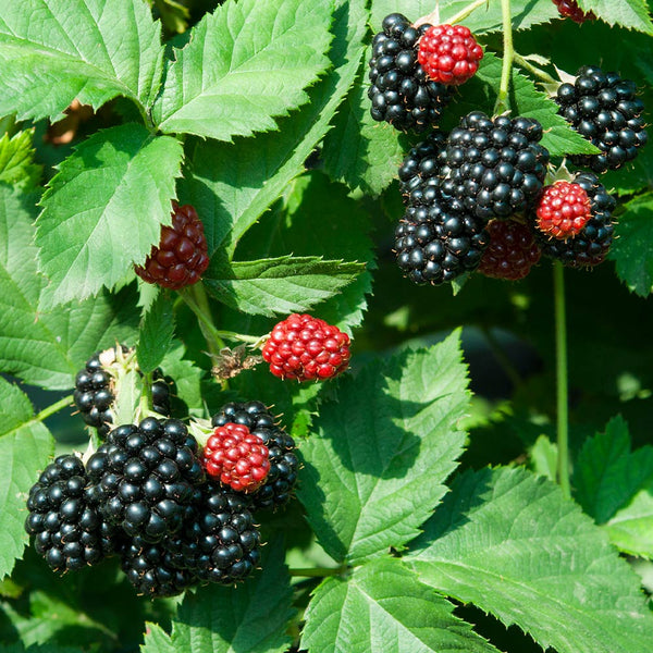 Black Satin Thornless Blackberries for Sale | BrighterBlooms.com