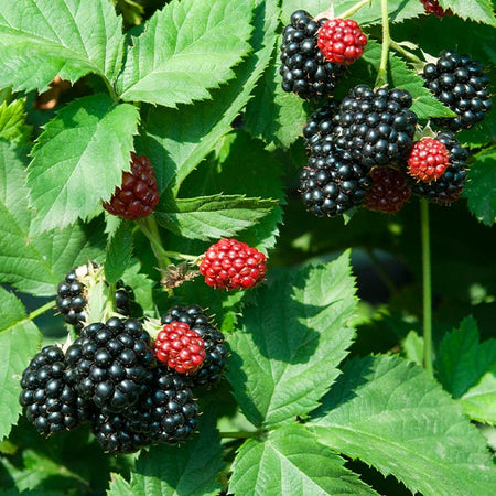 Blackberry Bushes for Sale | BrighterBlooms.com