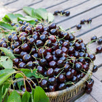 Dark cherries are sweet cherries and the Black Tartarian is great eaten right off the tree.