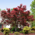 Bloodgoods have a burgundy red foliage in spring.