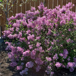 Bloomerang Lilac Shrubs blooms in spring then later in summer. 