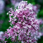 Bloomerang® Purple Reblooming Lilac Shrub