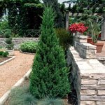 Blue Point Junipers have broad pyramid form with glowing blue-green foliage.