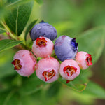 3-in-1 Blueberry Bush
