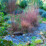 The Blues Bluestem Grass is known for it's red fall color.