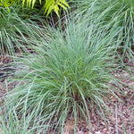 In summer Bluestem Grass is an upright grower reaching heights of 2-4 feet.