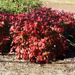 Fall and winter color when grown in full sun.