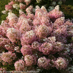 As blooms age they turn pink! <br>Courtesy of Proven Winners - www.provenwinners.com.