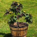 Grows to a petite size in pots where it's bronze leaves look dramatic on patios.