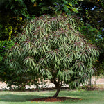 Bonfire Peach tree can be planted in the landscape where it makes a stunning small tree.