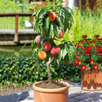 Bonfire Patio Peach is the perfect size for a unique patio plant.