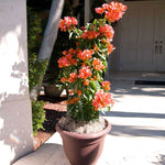 Bougainvillea are great in pots, this is our Sundown on it's trellis.