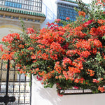 Bougainvillea are vigorous vines that will spread vertically and horizontally.