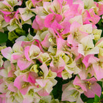 Thai Delight Bougainvillea has unique bi-colored blooms of pink and white.