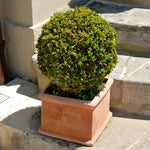 Boxwoods are great in pots with very little maintenance.