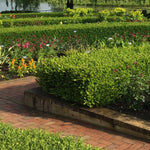 A great hedge plant boxwoods create a formal look.