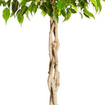 Benjamina Ficus Tree