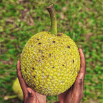 This ripe Breadfruit is a large but manageable size.