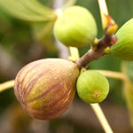 Brown Turkey fig trees with give you fruit in spring and fall.
