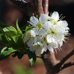 Plums flower in spring, filling the tree with white blossoms.