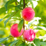 Toka plums have a fruit with the scent and sweetness of bubblegum.