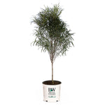 Fine Line® Buckthorn Standard Tree
