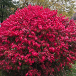 Burning Bush is a fall color favorite.