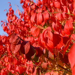 Burning Bush is a fall color favorite.