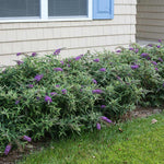 Lo and Behold Purple Haze Butterfly Bush