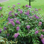 Lo and Behold Purple Haze Butterfly Bush