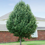 The Cleveland Pear Tree has a more upright growth habit getting just 15 feet wide.